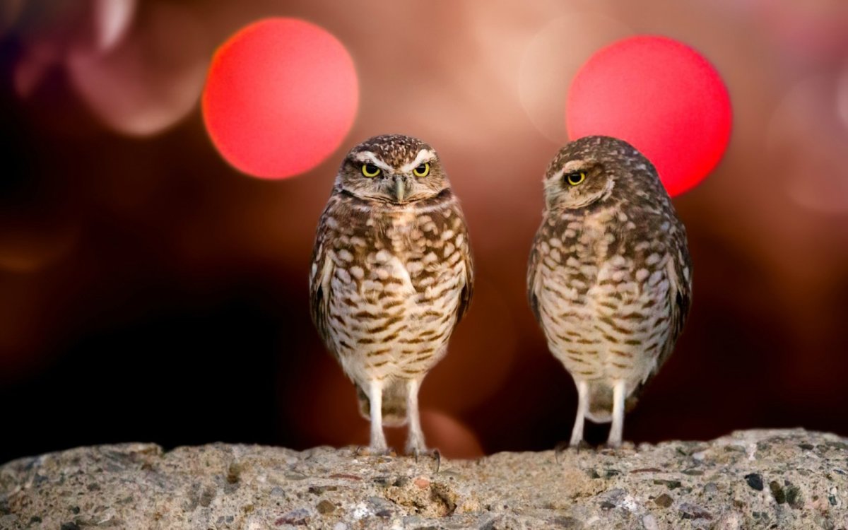 Смешные Совы