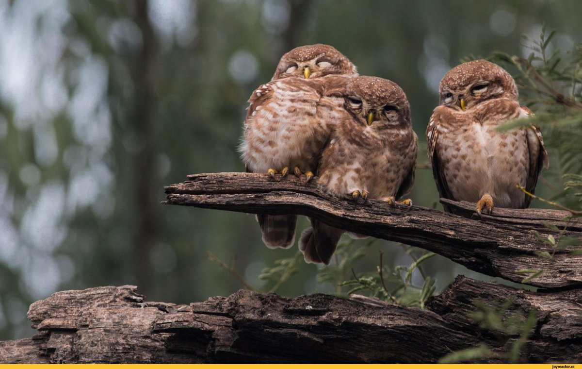 Сыч смешной