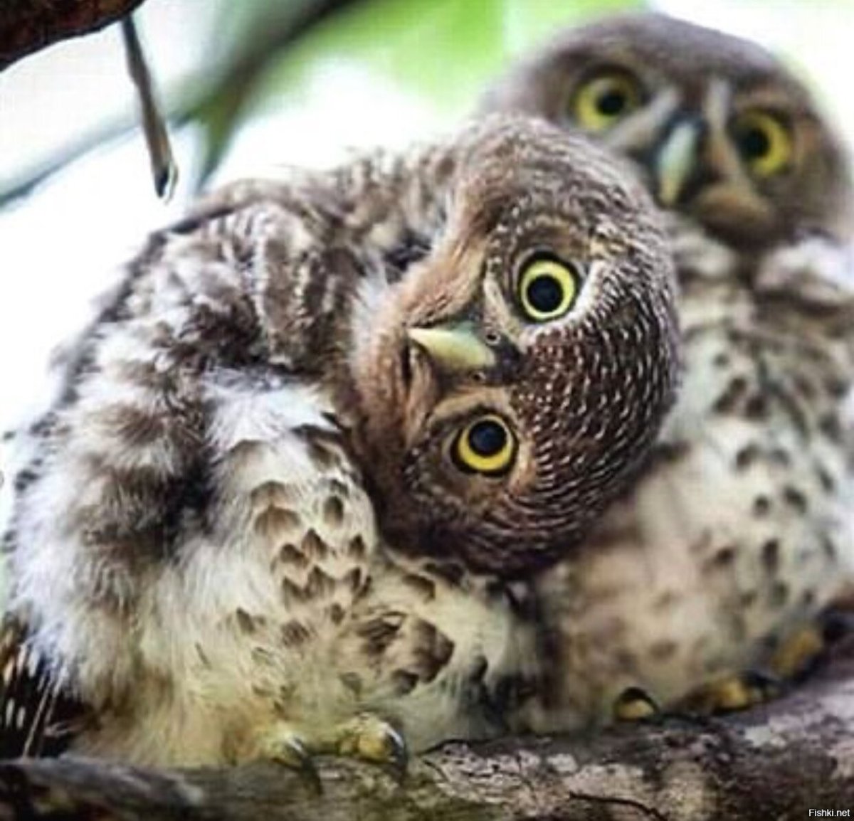 Сова бухгалтер