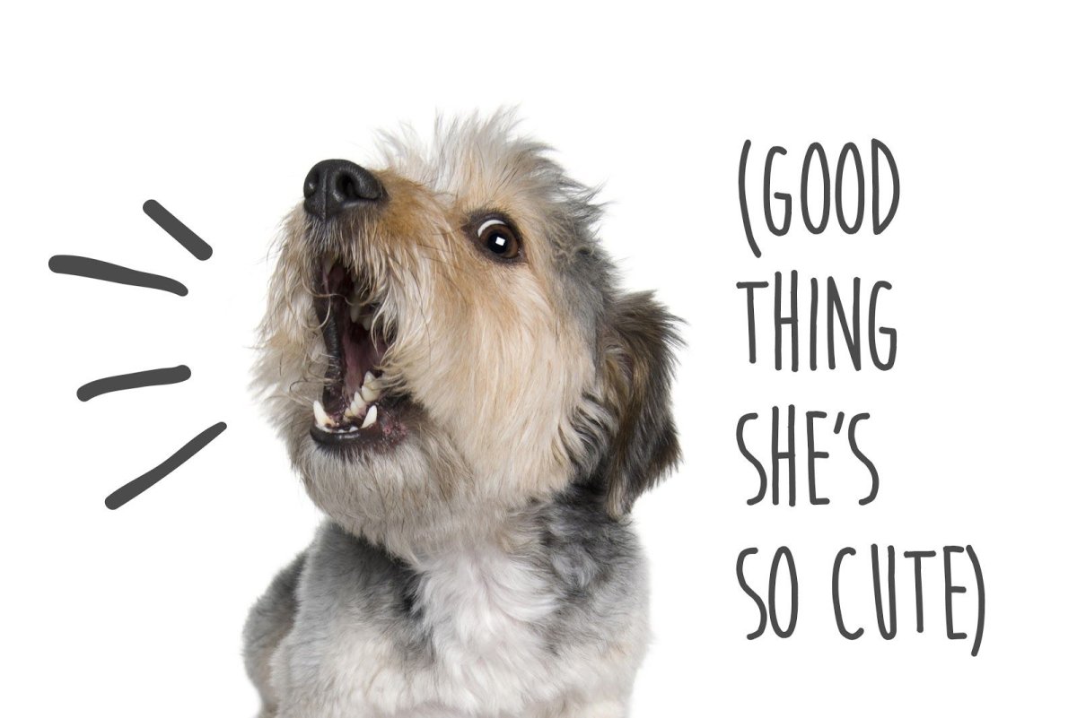 Собака лает на белом фоне