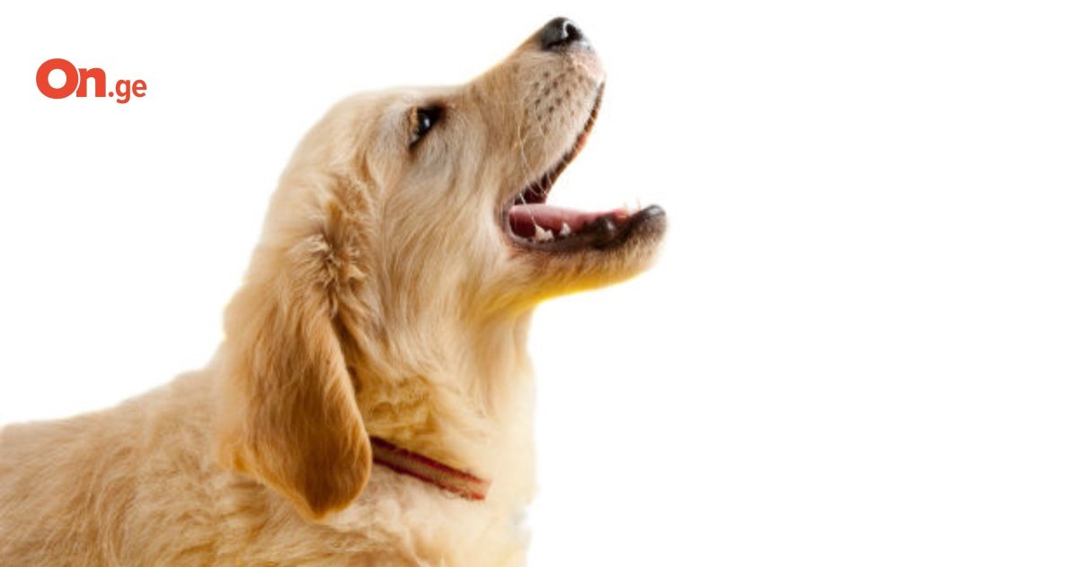 Щенок тявкает