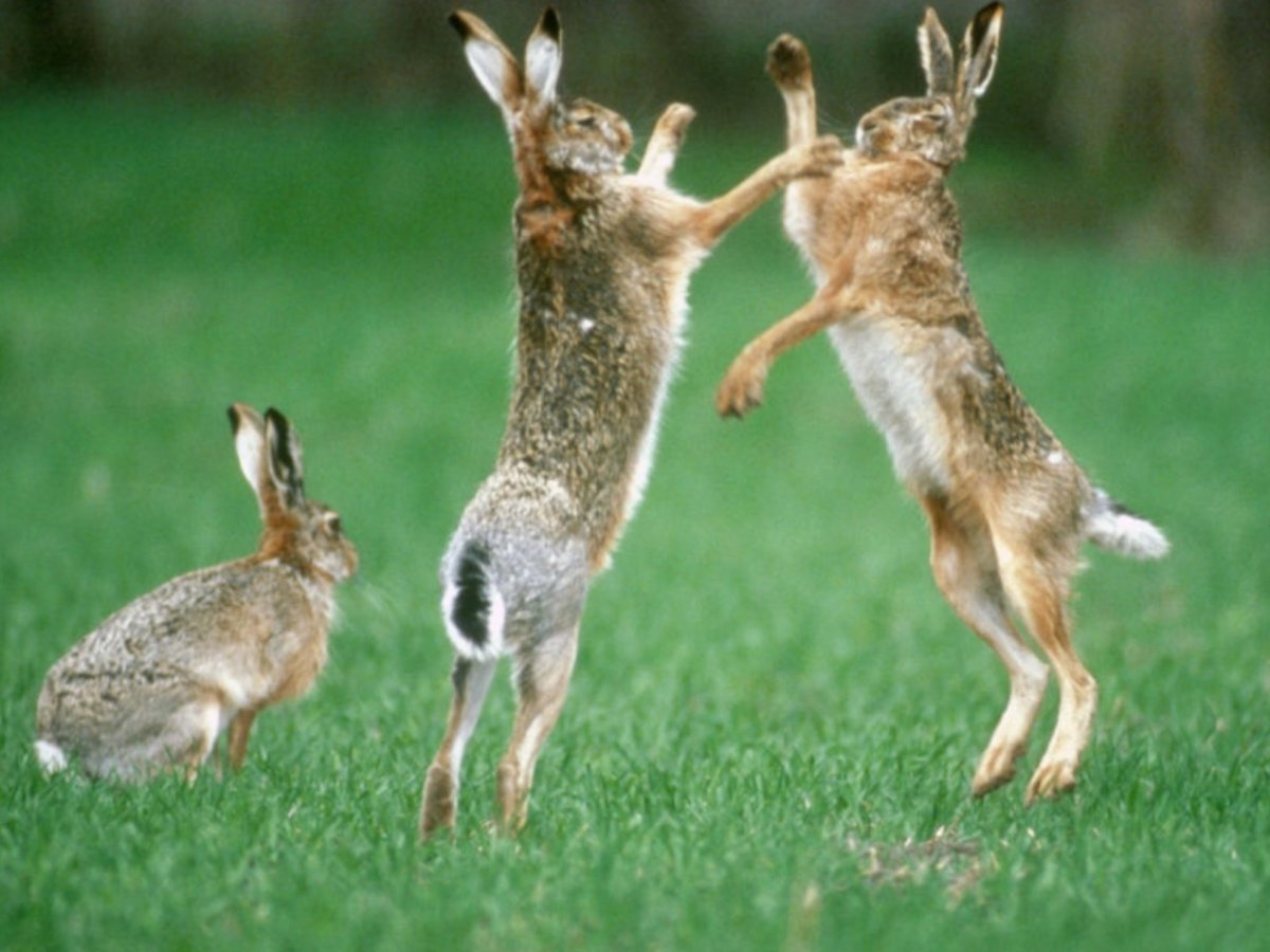 Кролики дерутся