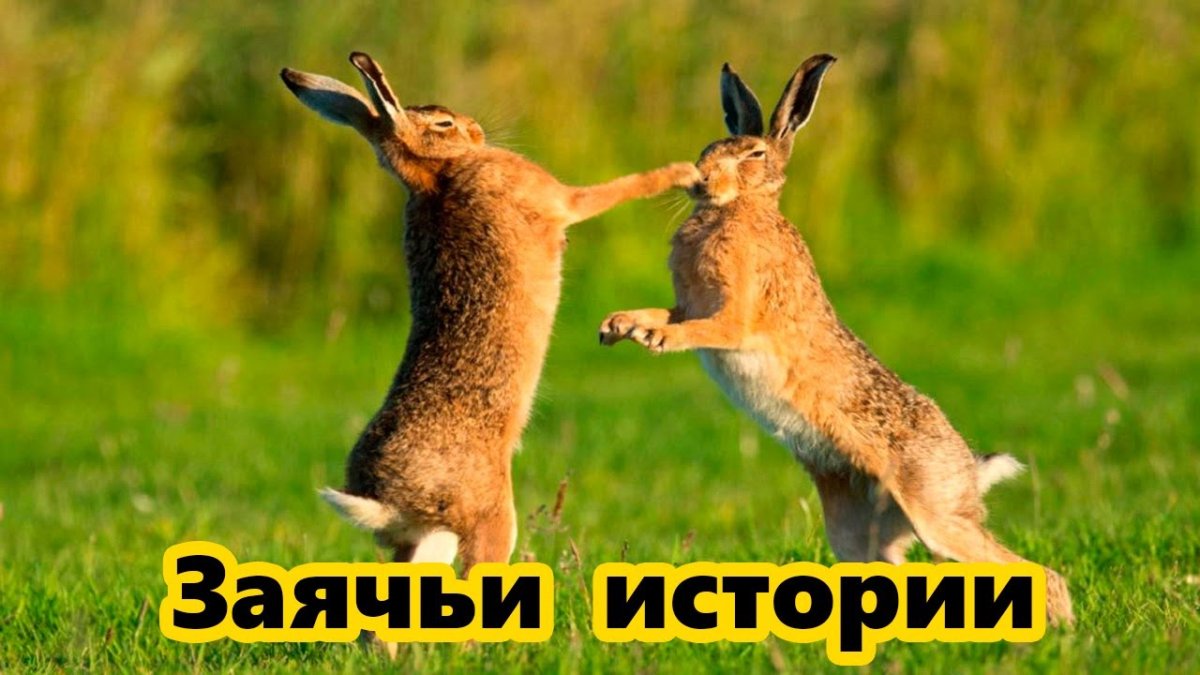 Кролики дерутся