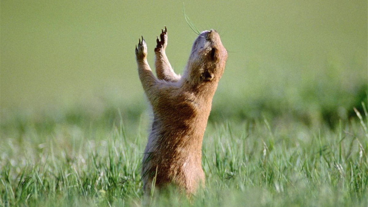 С днём рождения суслик