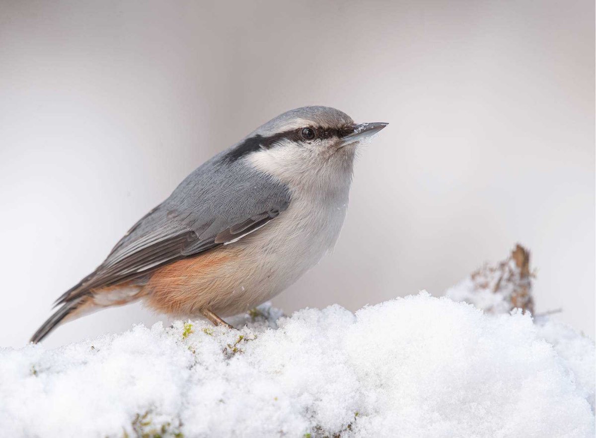 Обыкновенный поползень