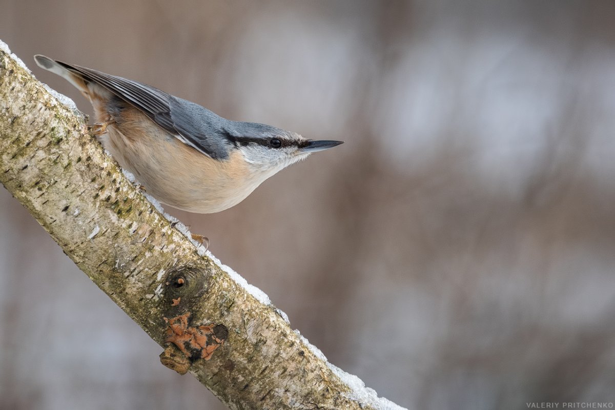 Поползень обыкновенный самка