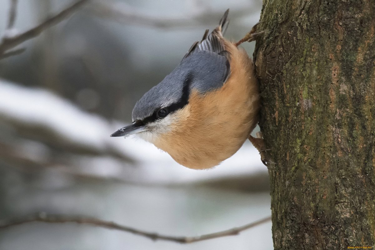 Поползень с рыжим брюхом