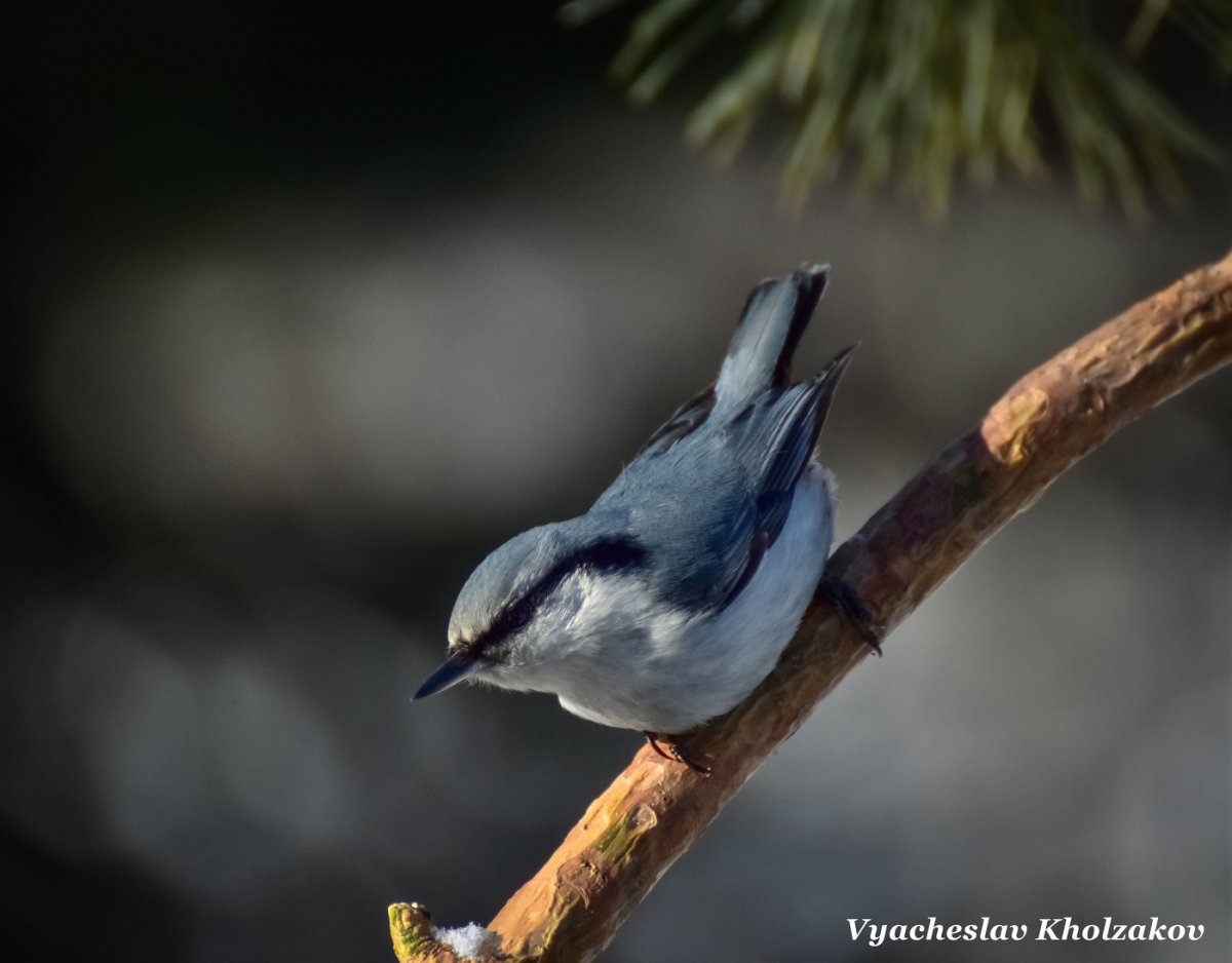 Зимующие птицы поползень