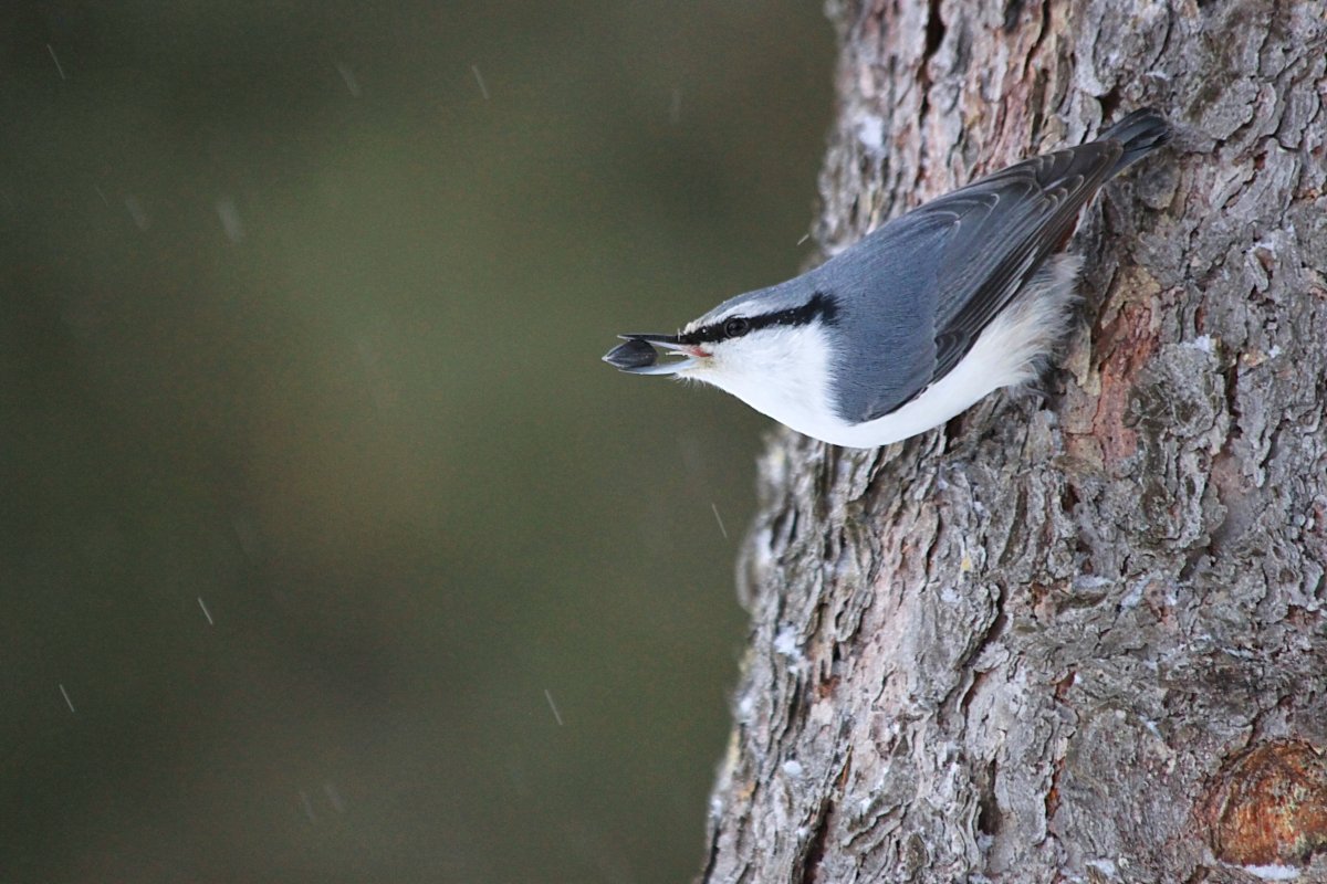 Евразийский поползень