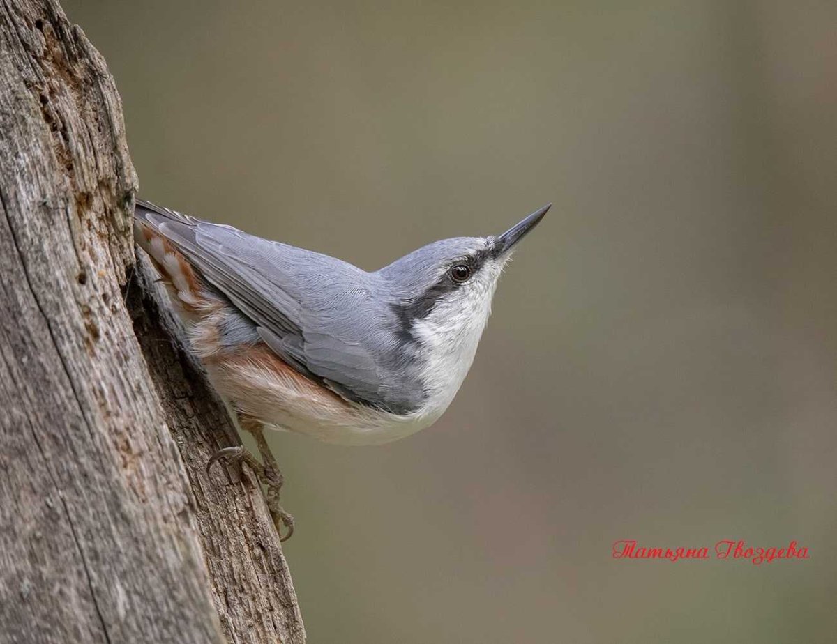 Обыкновенный поползень самец