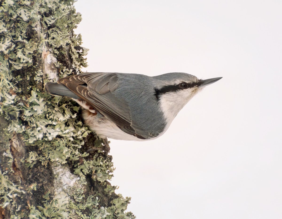 Буроголовый поползень