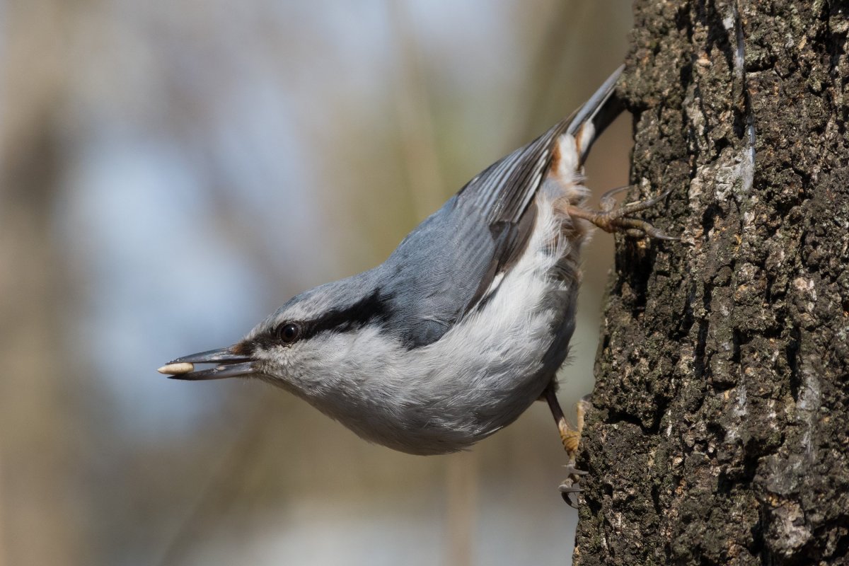 Черноголовый поползень