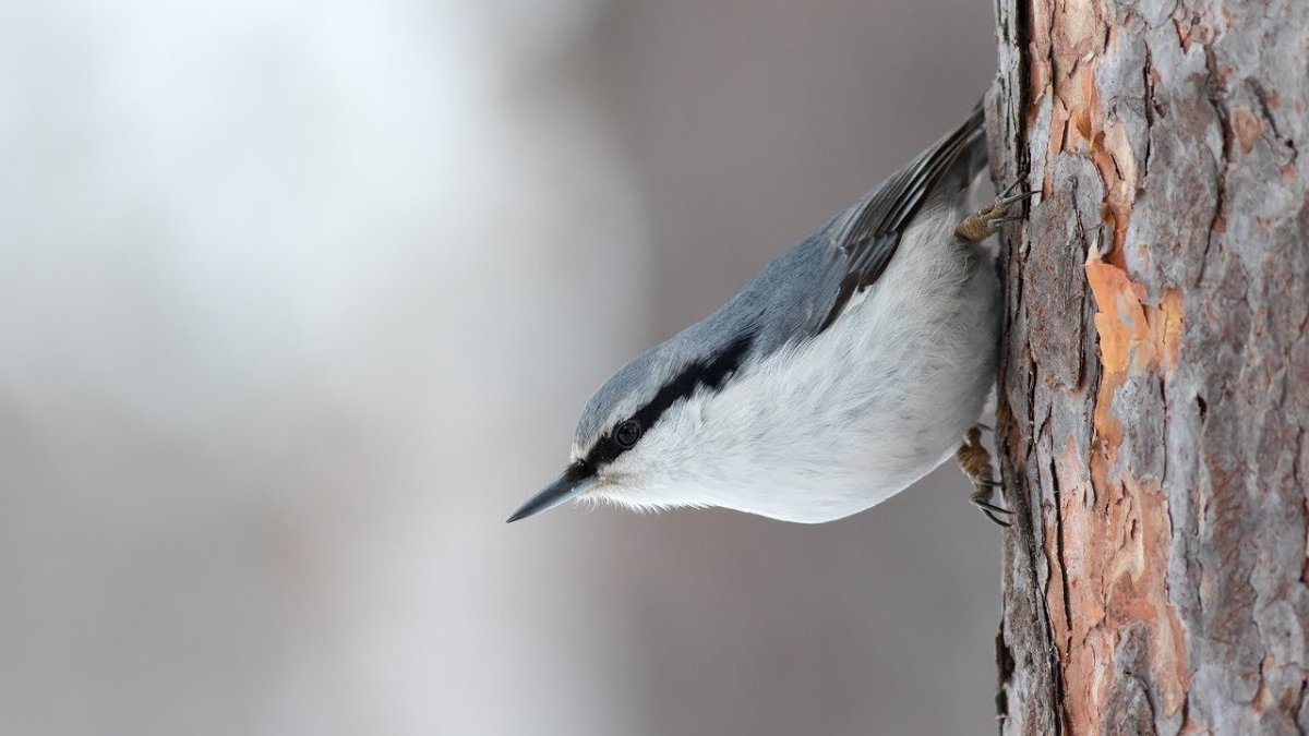 Зимующие птицы поползень