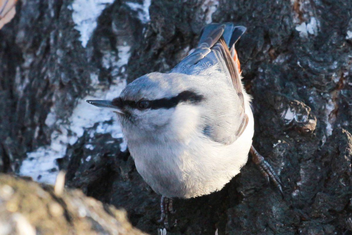 Прлощень обыкновенный