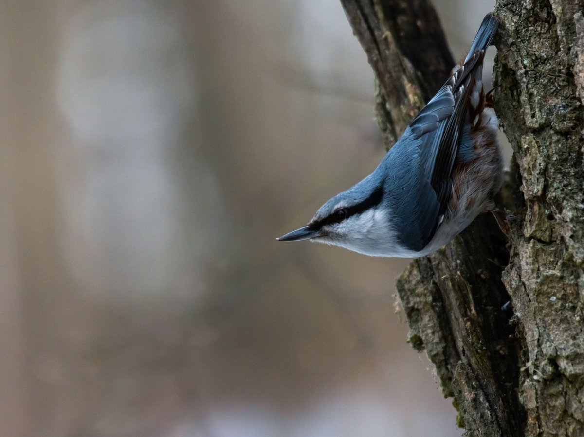 Поползень в скворечниках