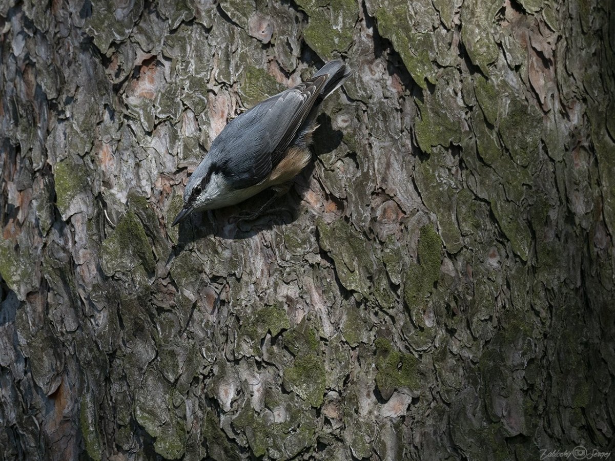 Поползень зимующая птица или нет