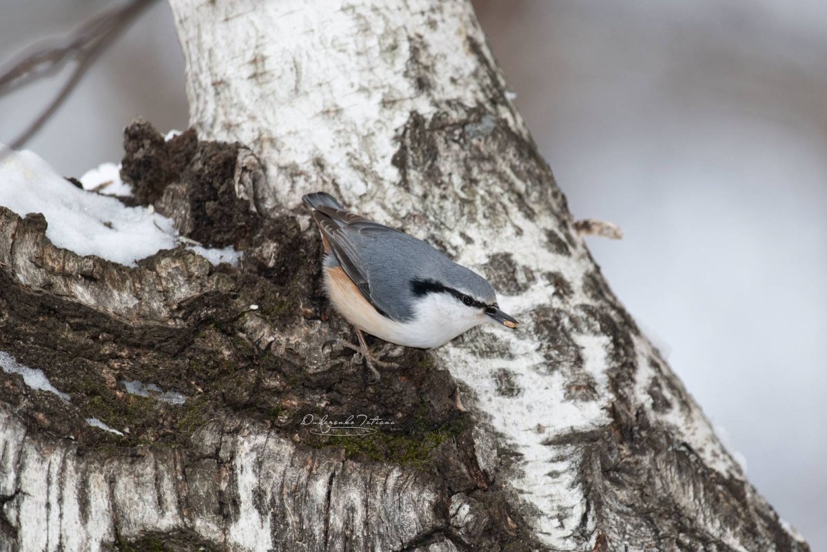 Поползень Перелетная птица