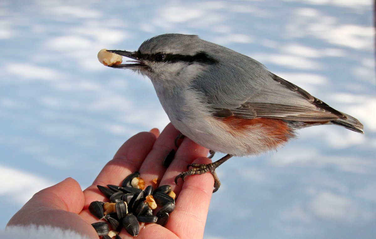 Поползень Пржевальского