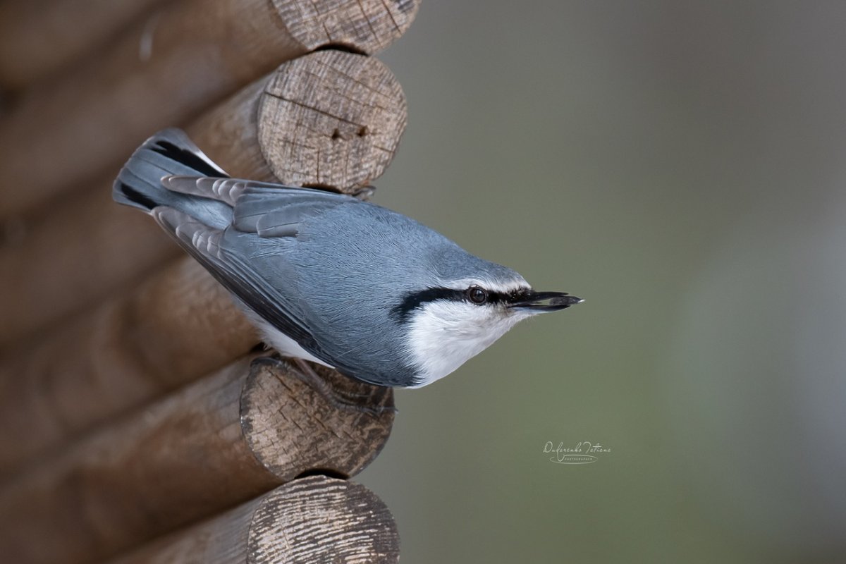 Поползень Перелетная