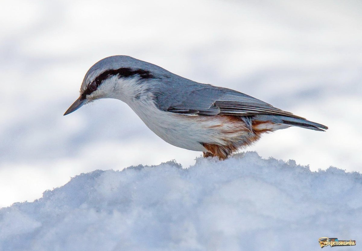Обыкновенный поползень птицы