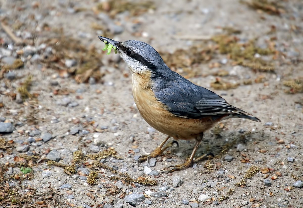 Черноголовый поползень