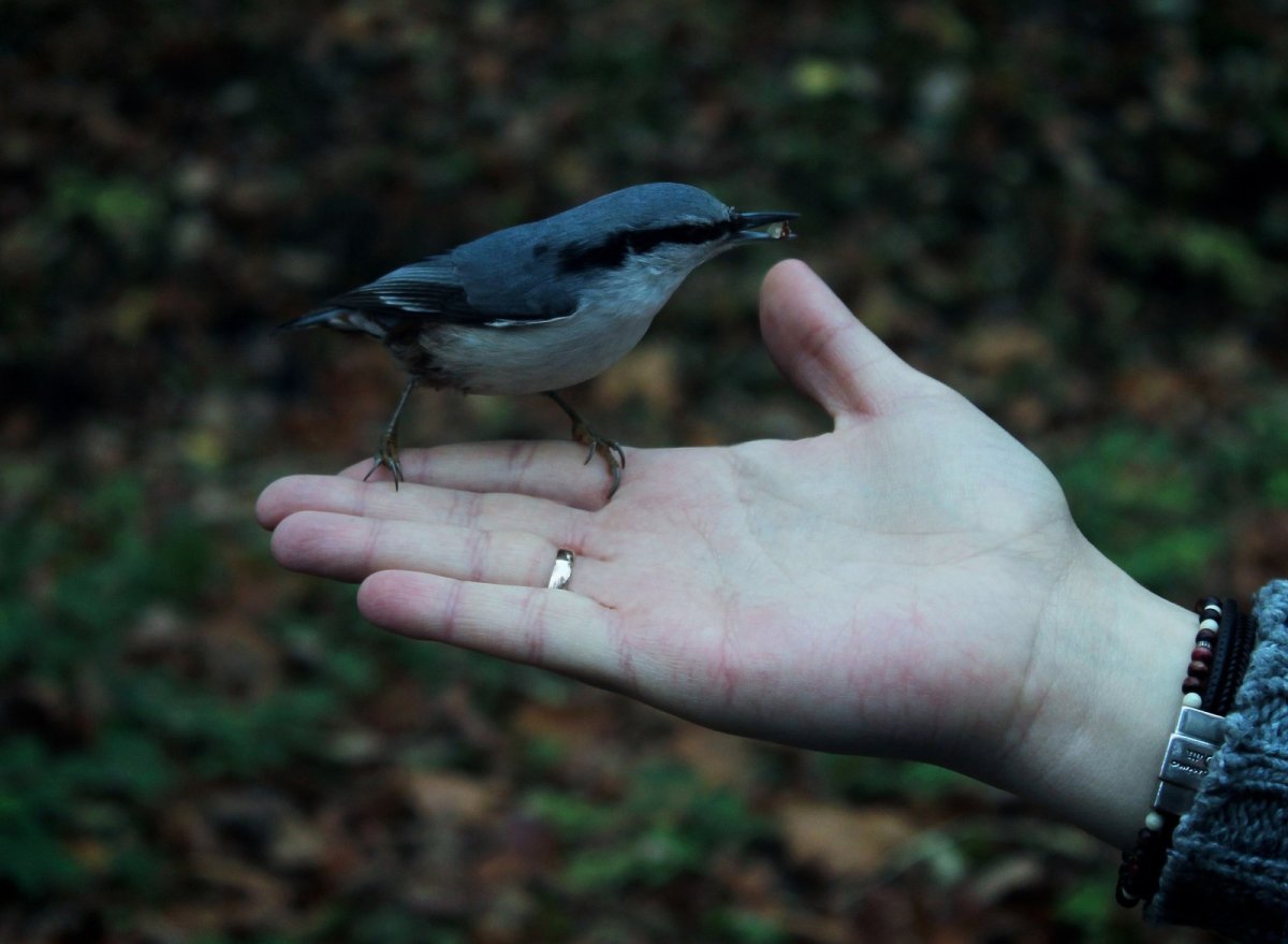 Корсиканский поползень