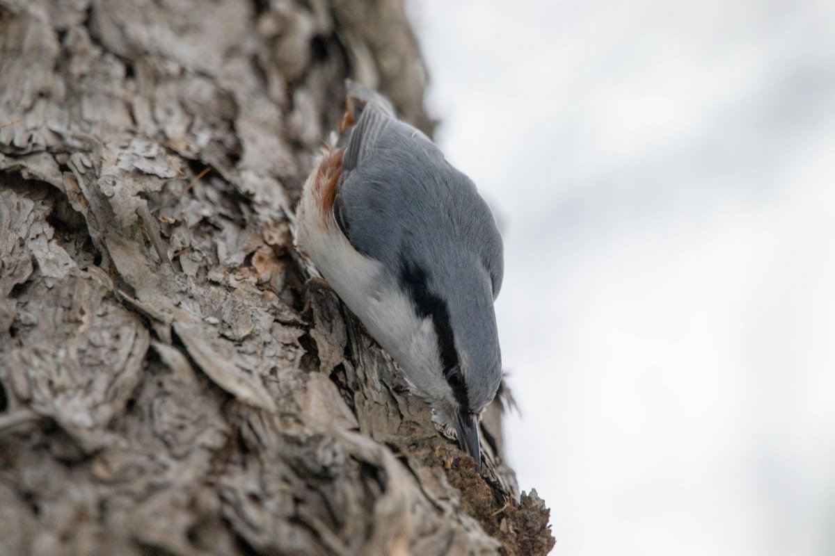 Евразийский поползень