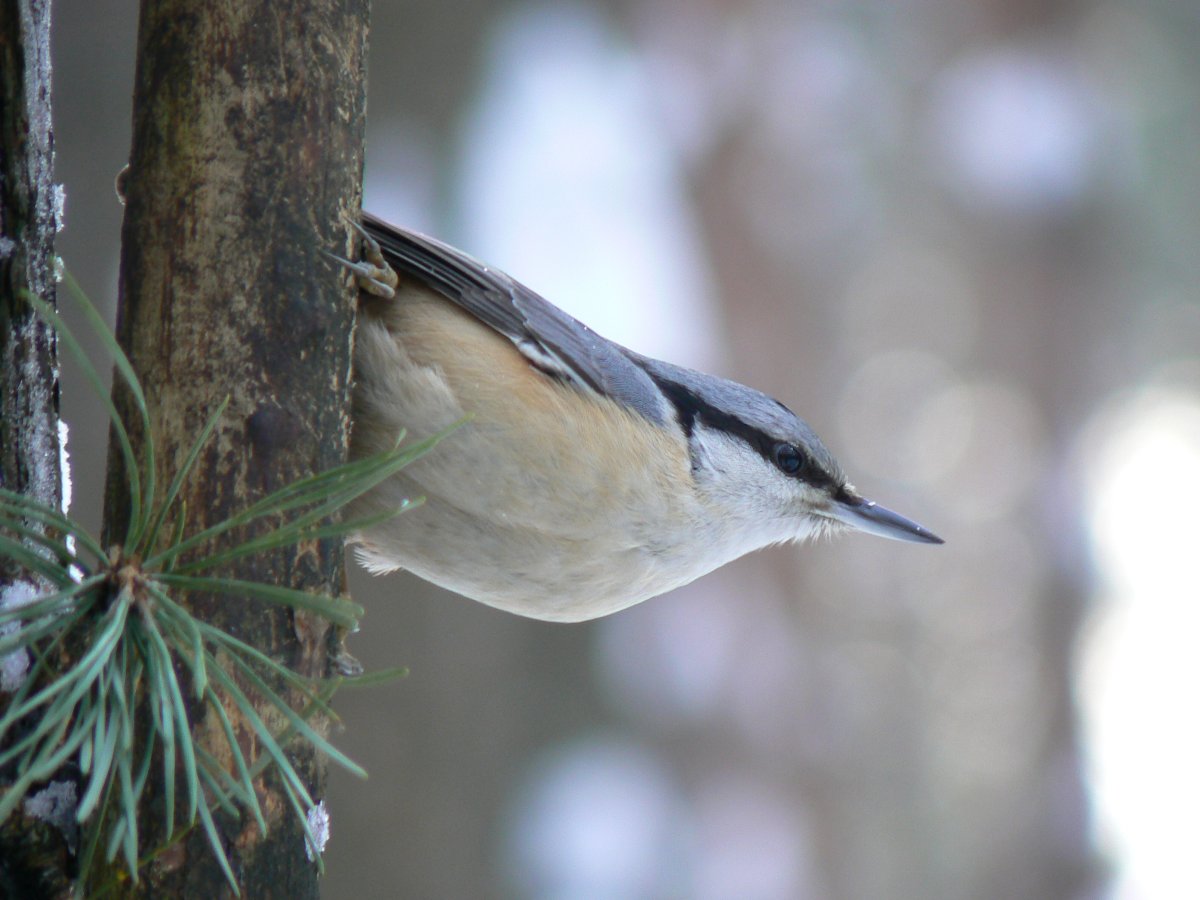 Чернолобый поползень
