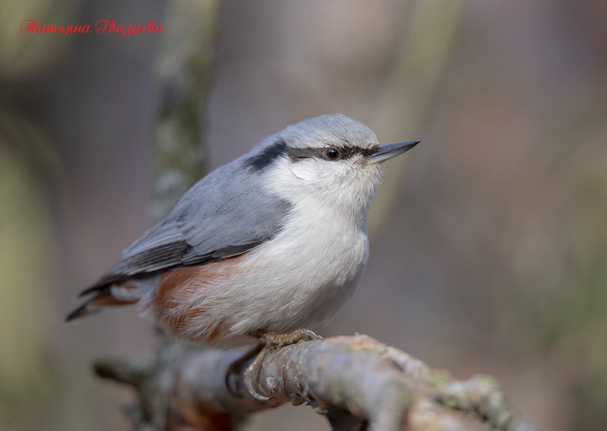 Птичка на ладошке