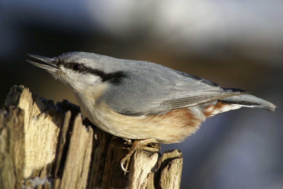Птенец поползня