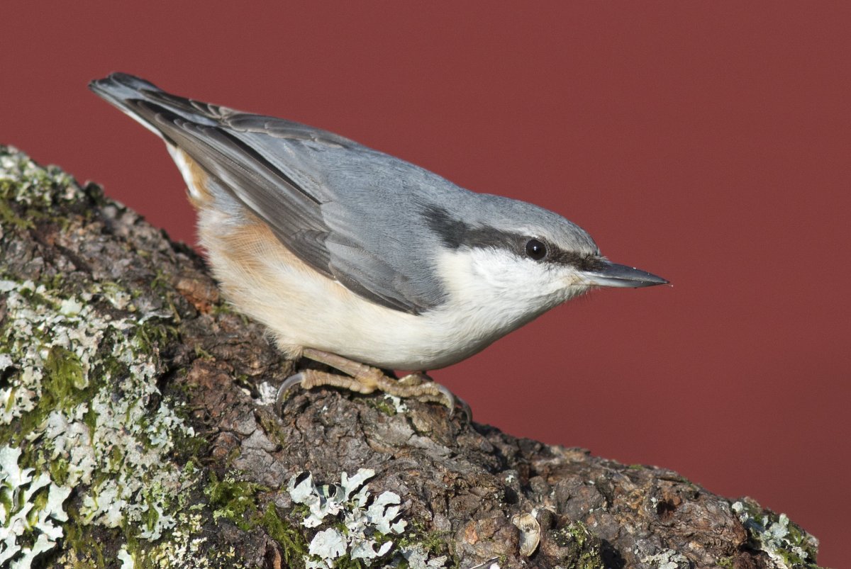 Поползень обыкновенный в Сибири