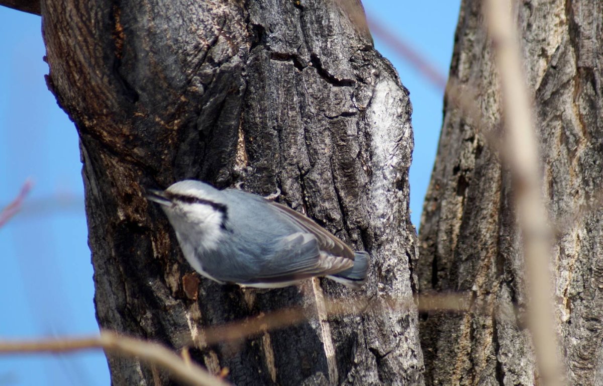 Белогрудый поползень