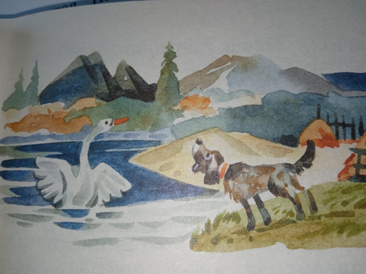 Лебедь кликун раскраска для детей