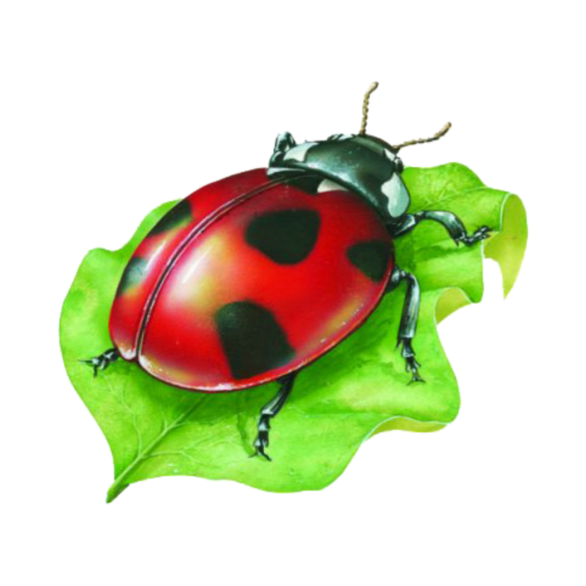 Майский Жук Бианки