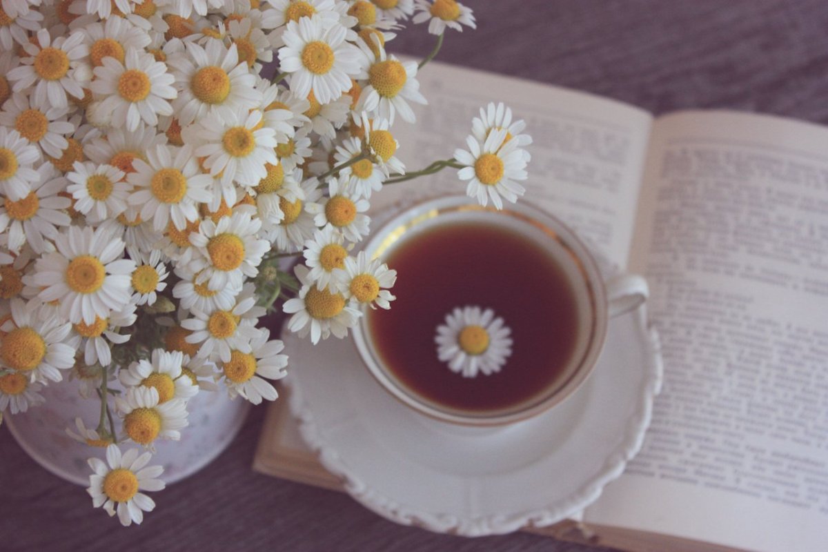 Эстетика ромашки в кружке