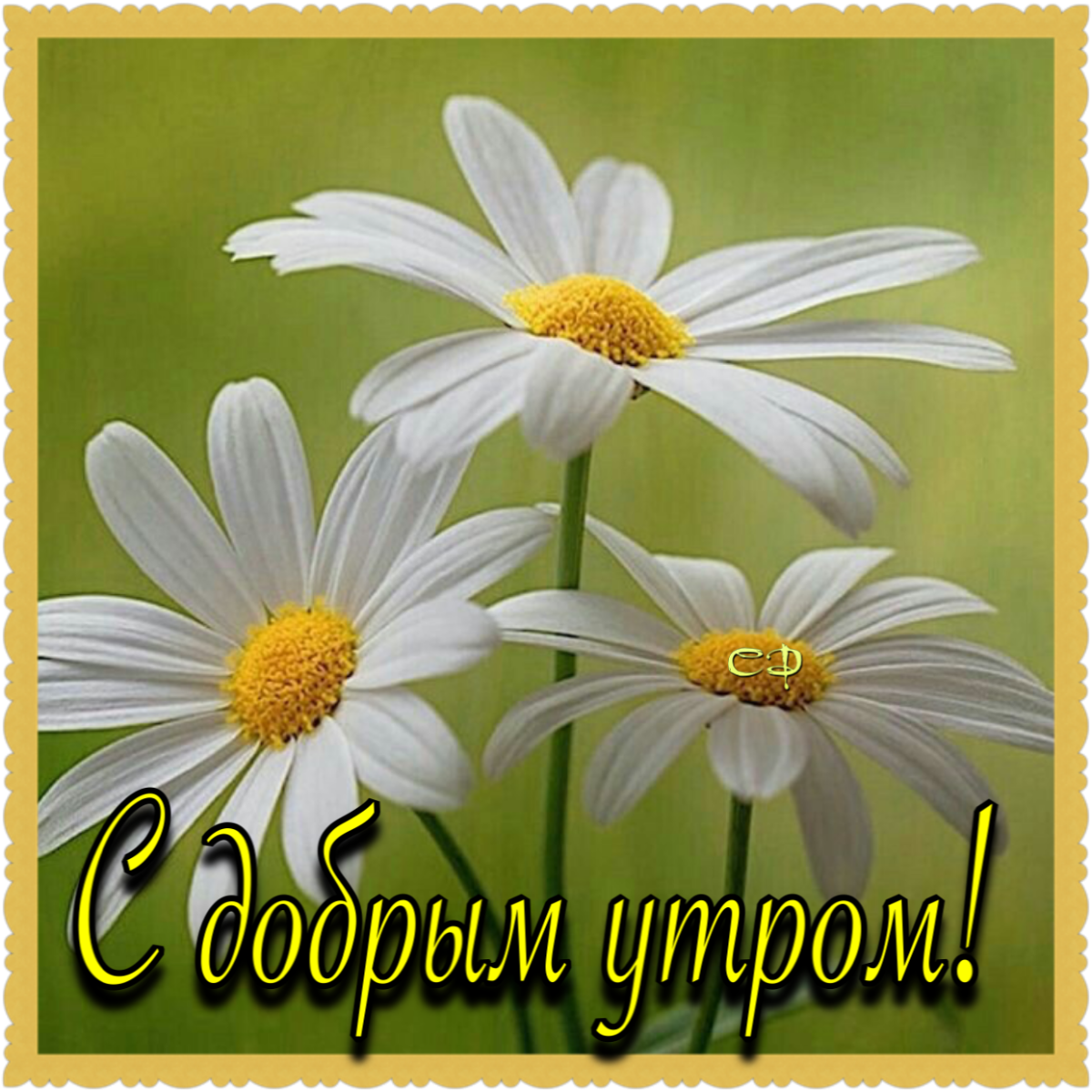 Доброе утро ромашки
