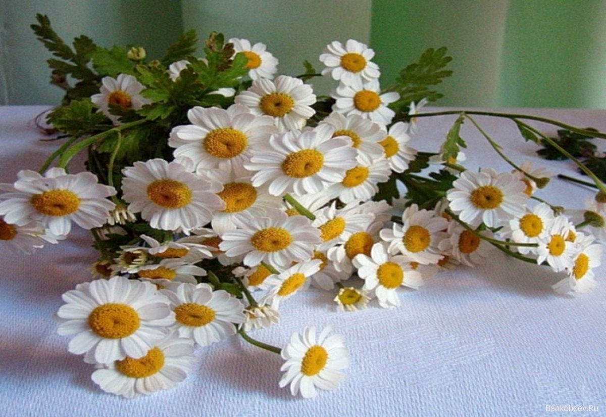 Доброе утро кофе и цветы ромашки