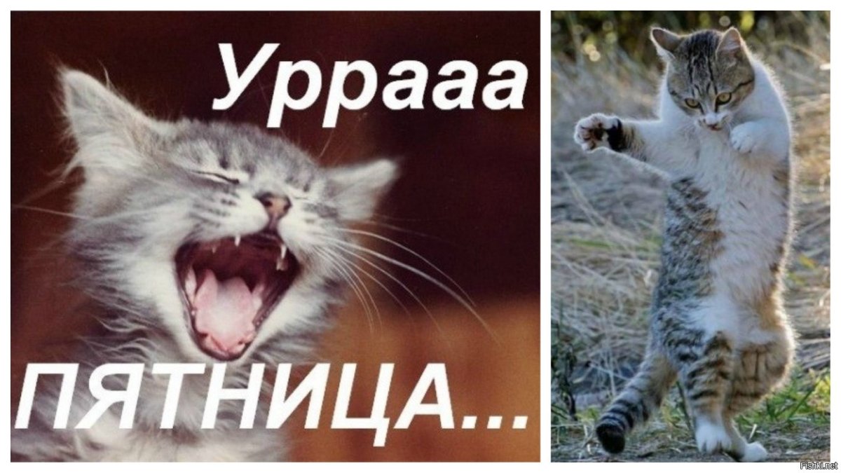 Кошки в пятницу