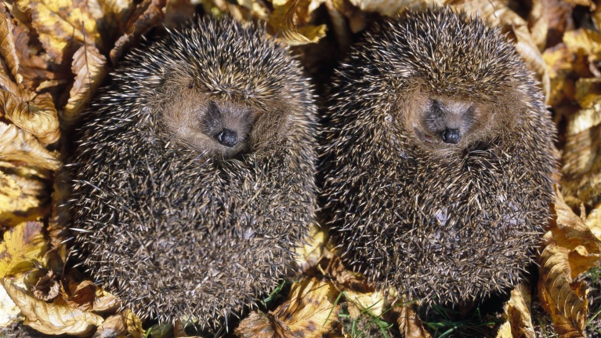 Еж в норе