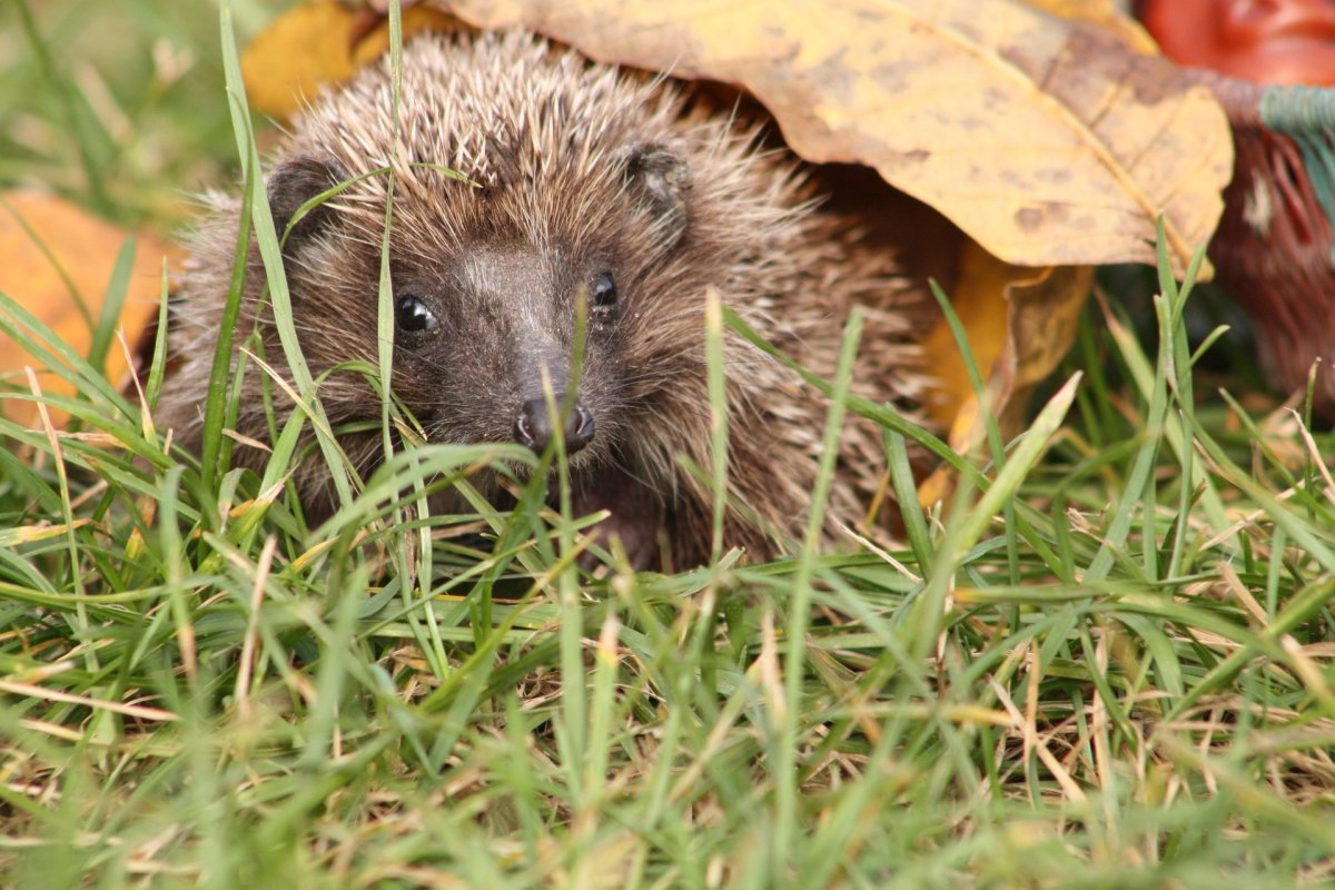 Еж под листьями