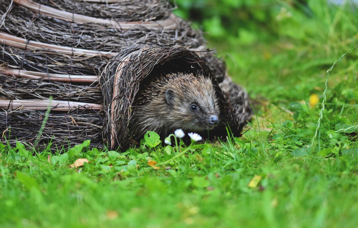 Ежиная Нора