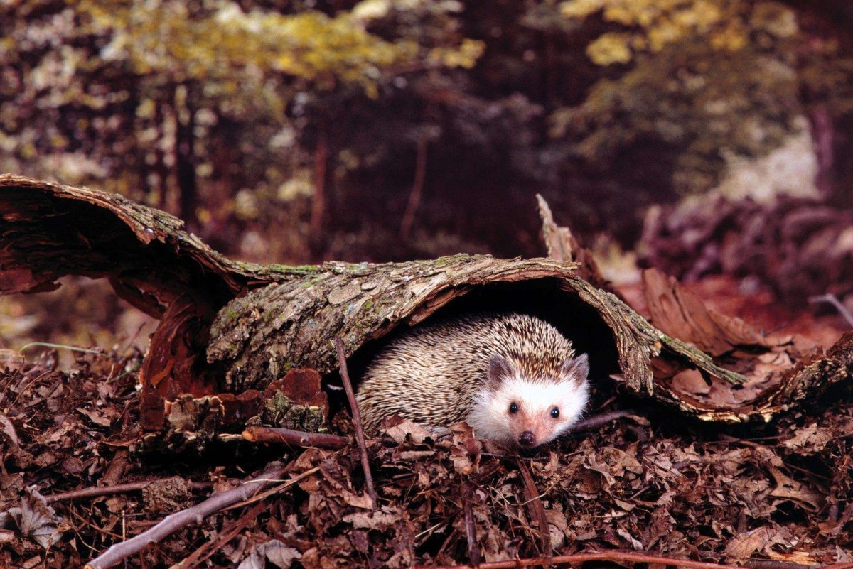 Ежик в норке