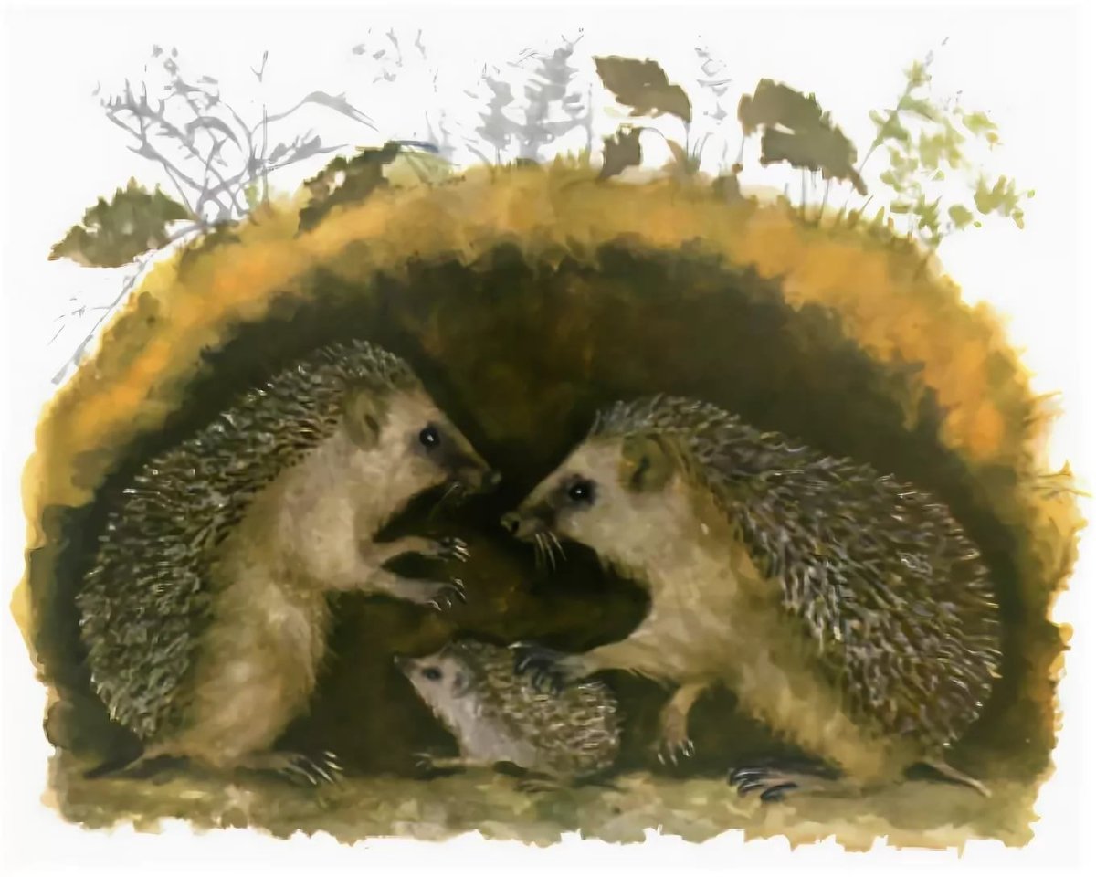 Пьяный Ежик