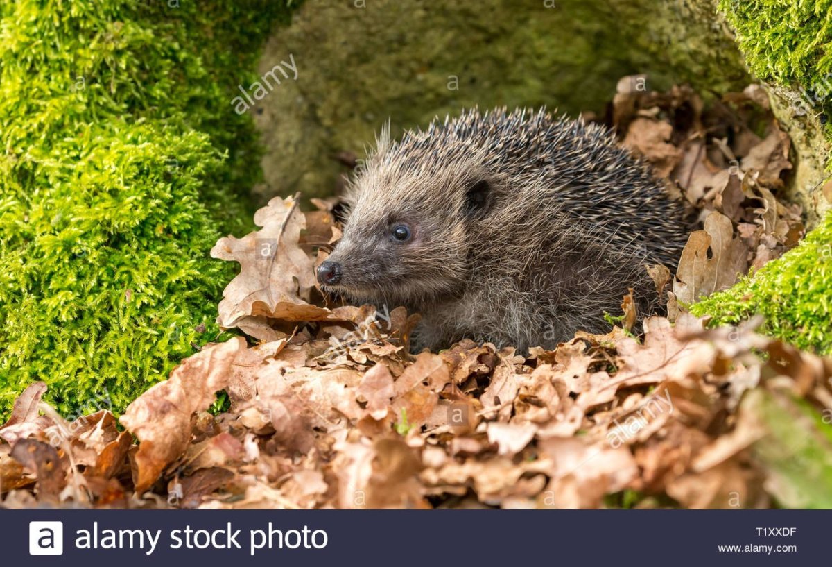 Еж в норе
