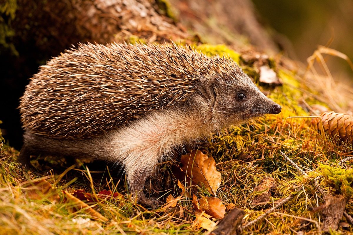 Еж обыкновенный Нора