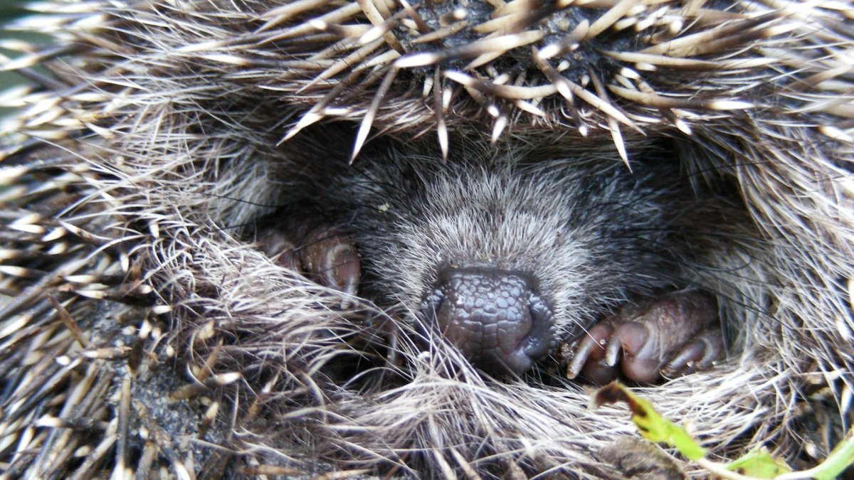 Иллюстрации ежики в норе