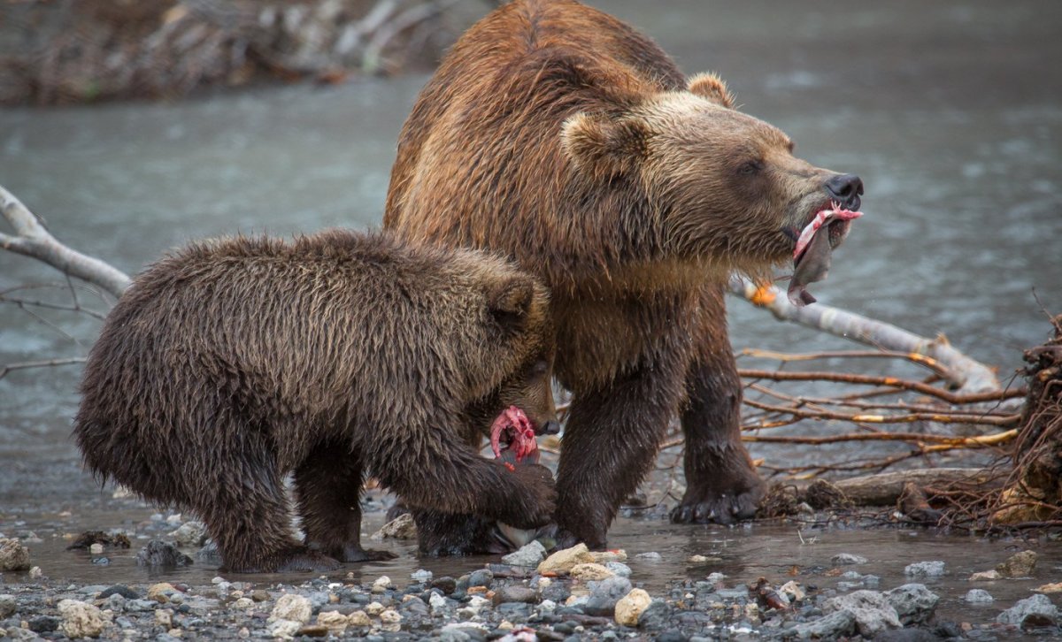 Медвежонок купается