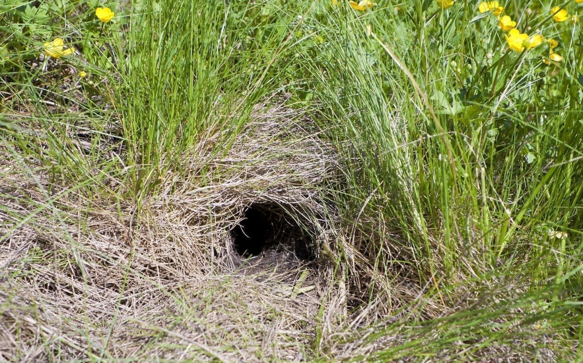 Спящий еж на белом фоне