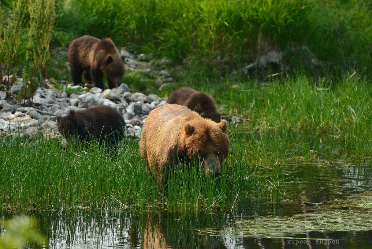 Виталий Бианки купание медвежат