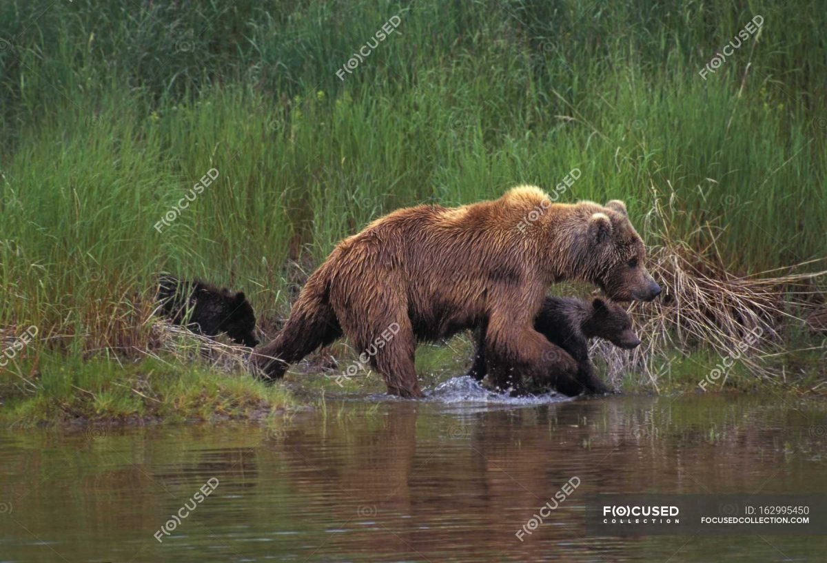 Широколиственные леса бурый медведь